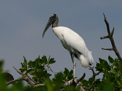 [Wood Stork]