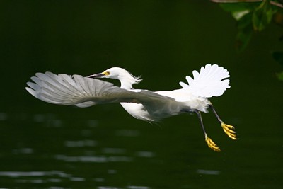 [Snowy Egret]