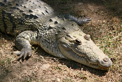 [Crocodile]