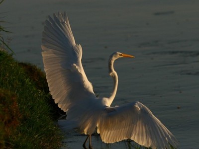 [egretta de la barra]