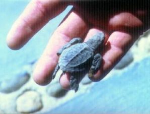 [baby turtle]