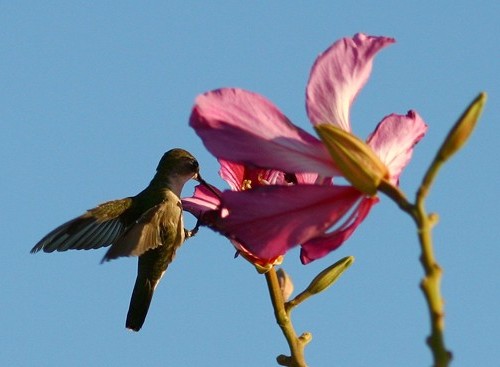 [colibri]