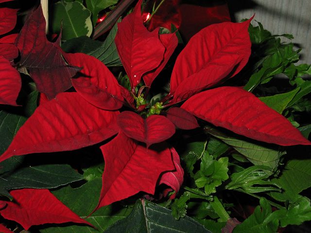 [Poinsetta]