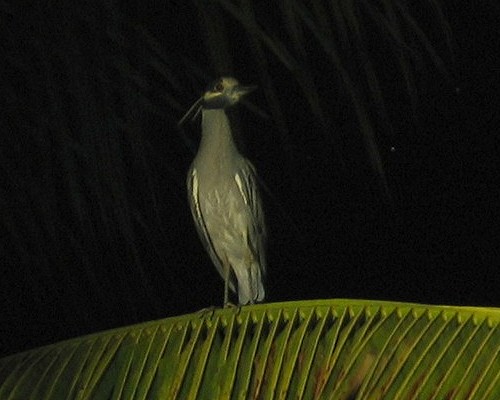 [heron in tree]