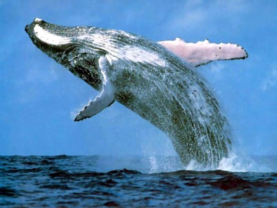 [humpback whale]