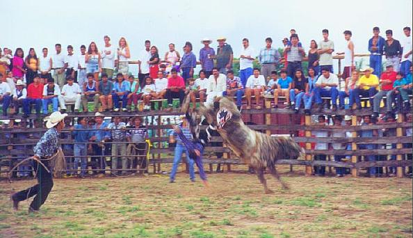 [jaripeo]