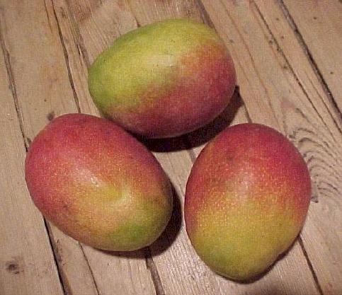 mangos