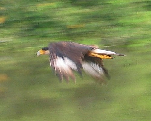 [mexican eagle]