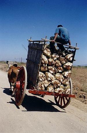 mezcal
   wagon by Richard Malmed