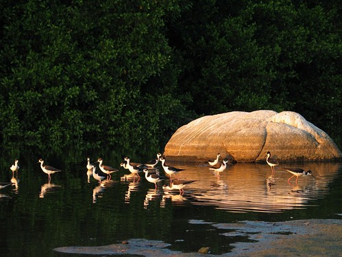 [shorebirds]