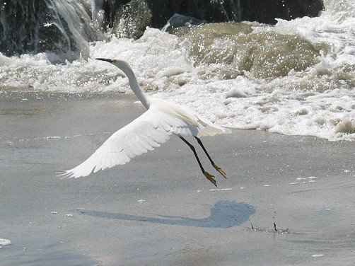 [snowy egret]