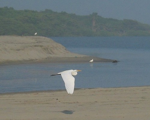 [snowy egret]