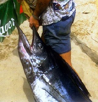 sailfish (pezvela)