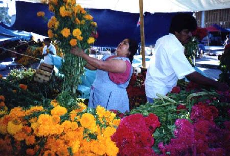 Flowers are an essential ingredient in the festivities to honor the 

dead. As the poet Carlos Pellecer wrote: "The Mexican people share two 

obsessions: a taste for death and the love of flowers."

