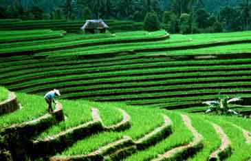 Bali rice field