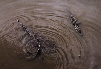 [crocodiles]