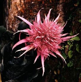 [lankester-aechmea_fasciata]