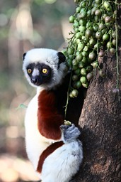 [Madagascar 2010]