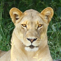 [African Safari 2011]